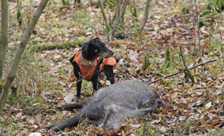 Ein Jagdterrier wurde bei einer Drückjagd tödlich verletzt (Symbolbild). | © Rasso Walch
