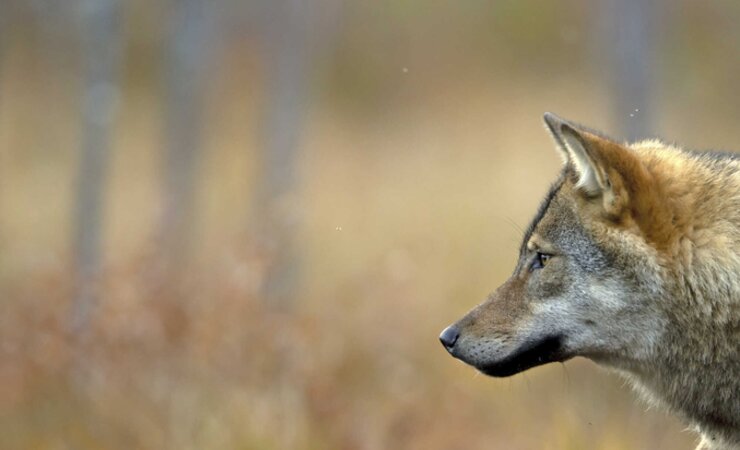 Wer einen lettischen Wolf so nah zu Gesicht bekommen möchte, muss nahezu unsichtbar sein. | © Danny Green/naturepl.com
