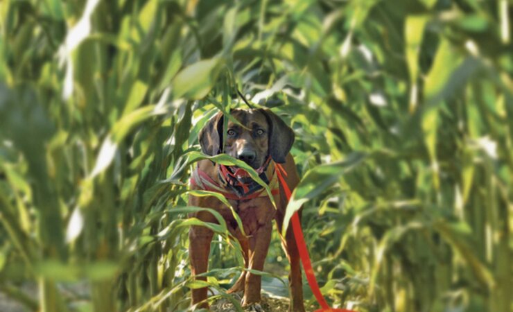 Die Jagdausübung birgt für unsere Hunde zahlreiche Gefahren. Vor allem stumpfe Verletzungen kommen dabei häufig vor. | © Eike Mross