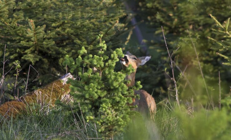 Rehe äsen neben Knospen, Triebe und Blätter auch Gräser und Kräuter. | © Erich Marek