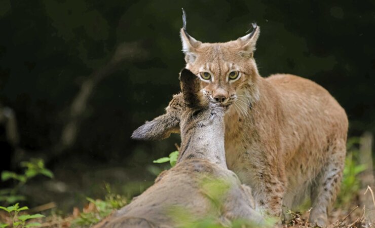 Rehwild steht als Beutetier beim Luchs ganz weit oben auf der Liste. | © imago images/imagebroker