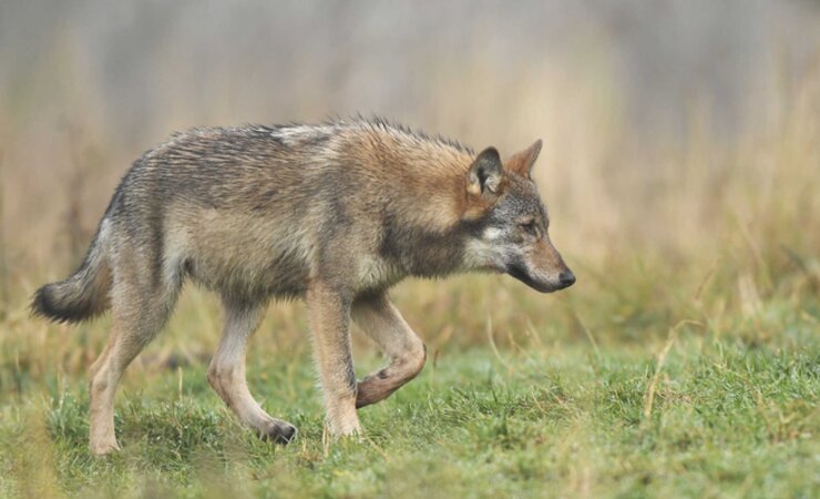 In der Region um Helmstedt wurde die Entnahme eines Wolfsrüden genehmigt. | © Piotr Krzeslak – stock.adobe.com