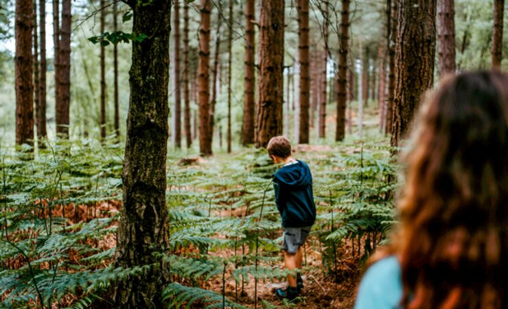 Mit dem Forschungsaufruf „ForestValue“ 
fördert das Bundesministerium für Ernährung und Landwirtschaft europäische Forschungs-
kooperationen im Bereich Forst und Holz. | © Creative Commons, unsplash.com/Photo by A. Spratt