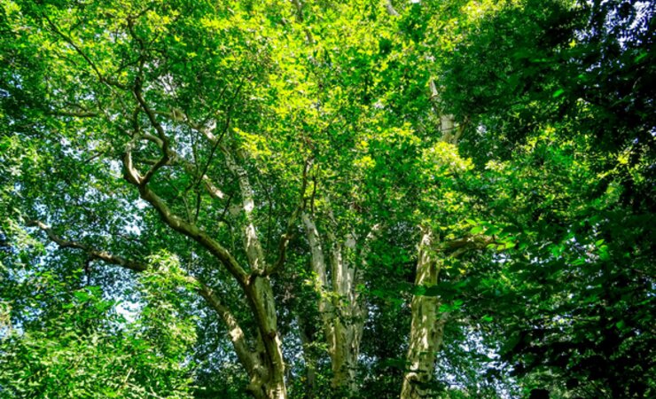 Abb. 1: Wie viel Kohlenstoff speichert eigentlich der einzelne Baum? Diese Frage wird für Baumeigentümer vor dem Hintergrund des Klimawandels immer bedeutender. | © SVB Leitsch GmbH