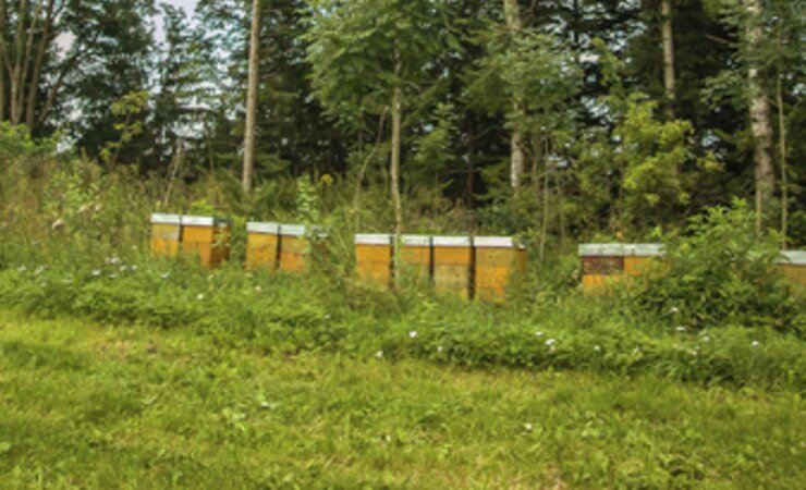 Die Bäume stehen bedrohlich nah am Bienenstand. | © Armin Spürgin