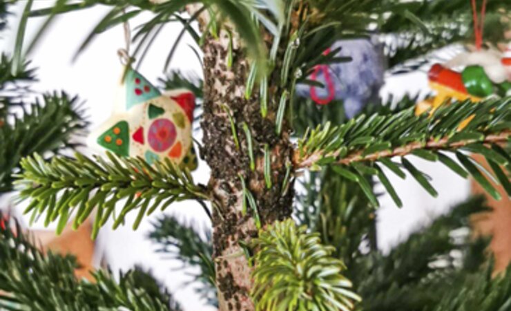Die Große Braunschwarze Tannenrindenlaus Cinara confinis produziert Honigtau am Weihnachts-Tannenbaum. | © Victoria Seeburger