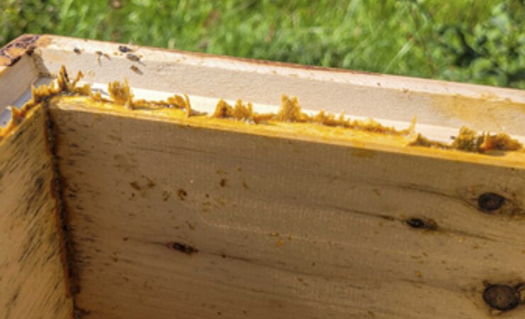 Bei Wachsbrücken und Propolis an den Zargen reicht es meist, sie mit dem Stockmeisel abzukratzen. | © Boris Bücheler