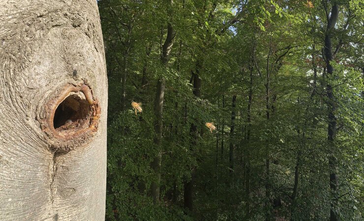 „Die Wilden“ nennt der Verein Waldbiene wildlebende Völker. Sie wohnen am liebsten in alten Spechthöhlen in Buchen (links: Anflug; rechts: Blick durchs Flugloch). Doch auch dieses Volk hat den ersten Winter nicht überlebt. | © Fotos: Rudolf Rantzau