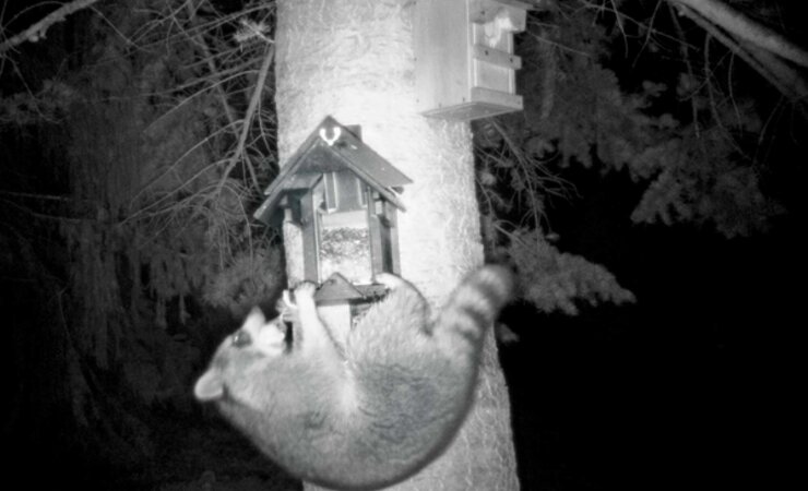 Waschbären sind echte Kletterkünstler, wie man hier gut erkennen kann. | © Christoph Gruhl
