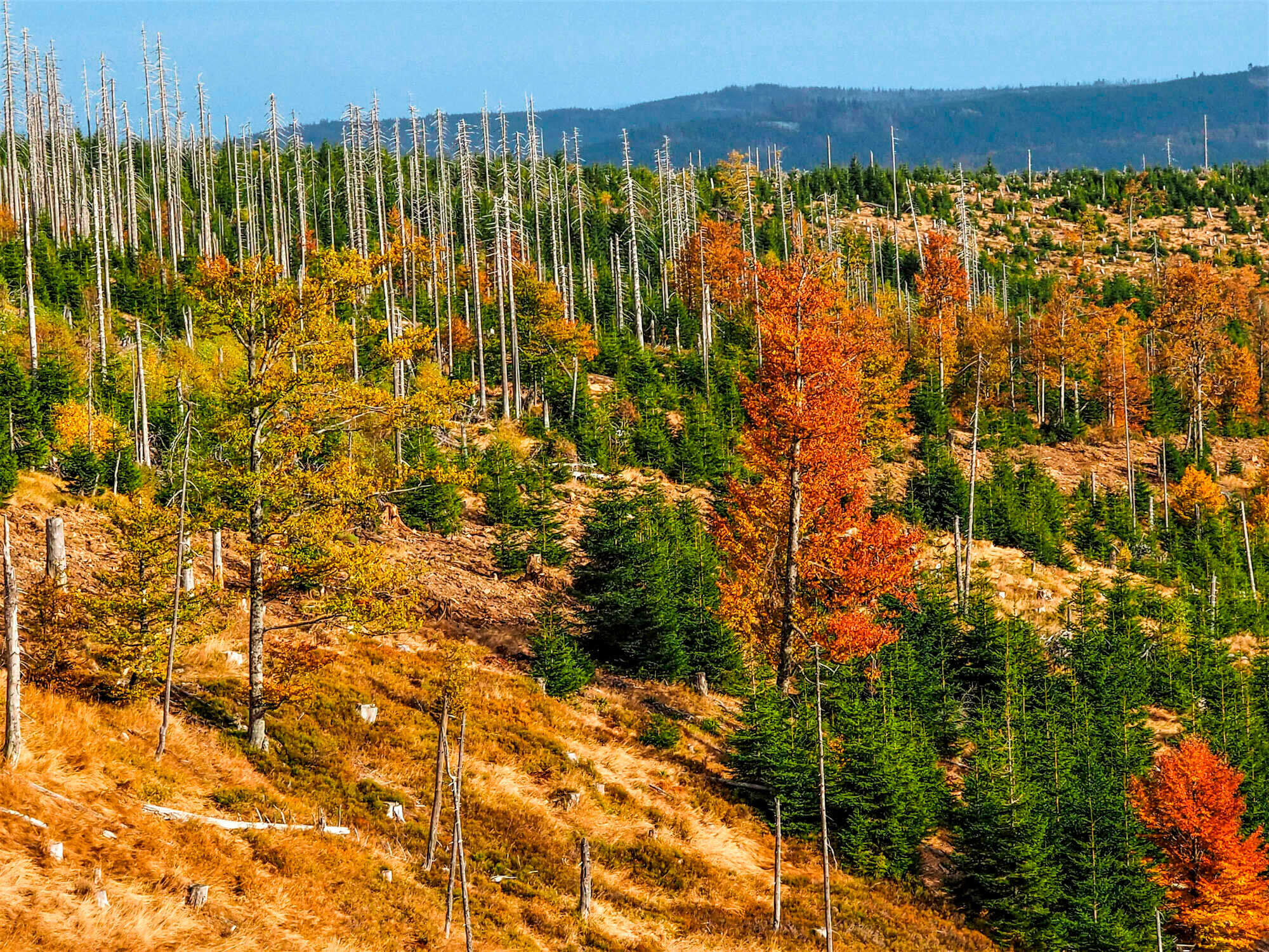Lehren aus 50 Jahren Nationalpark Bayerischer Wald Teil 1 AFZ 102021