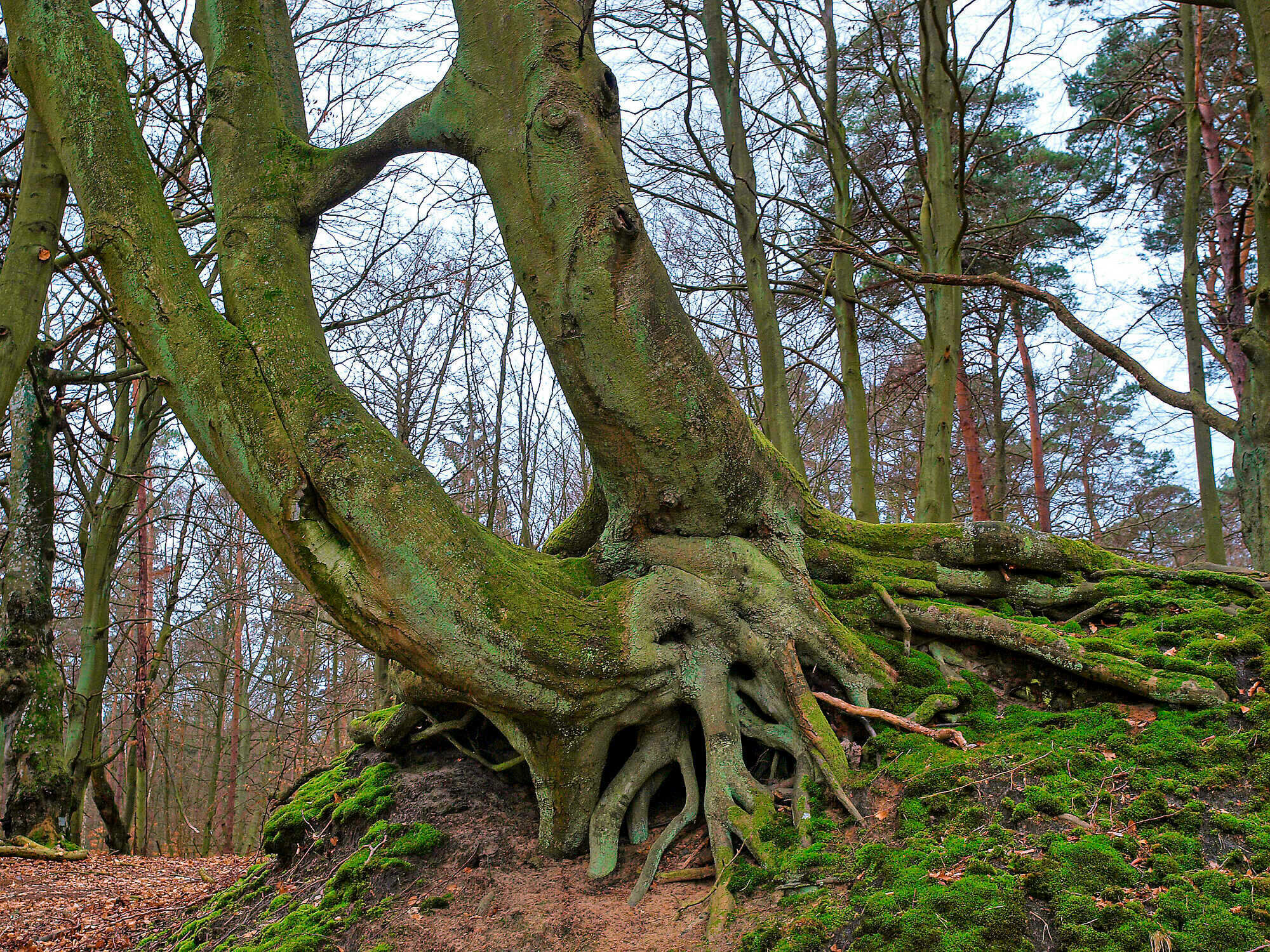 Baum des Jahres 2022: Die Rotbuche - AFZ DerWald 4-2022