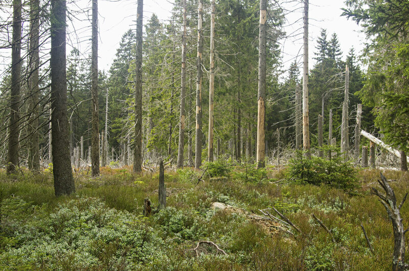 Anpassungsstrategien für produktive Fichtenwälder AFZ DerWald 32023