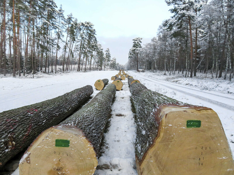 Himmlischer Holzpreis Quelle: LM MV, Landesforst MV - AFZ DerWald 6-2023