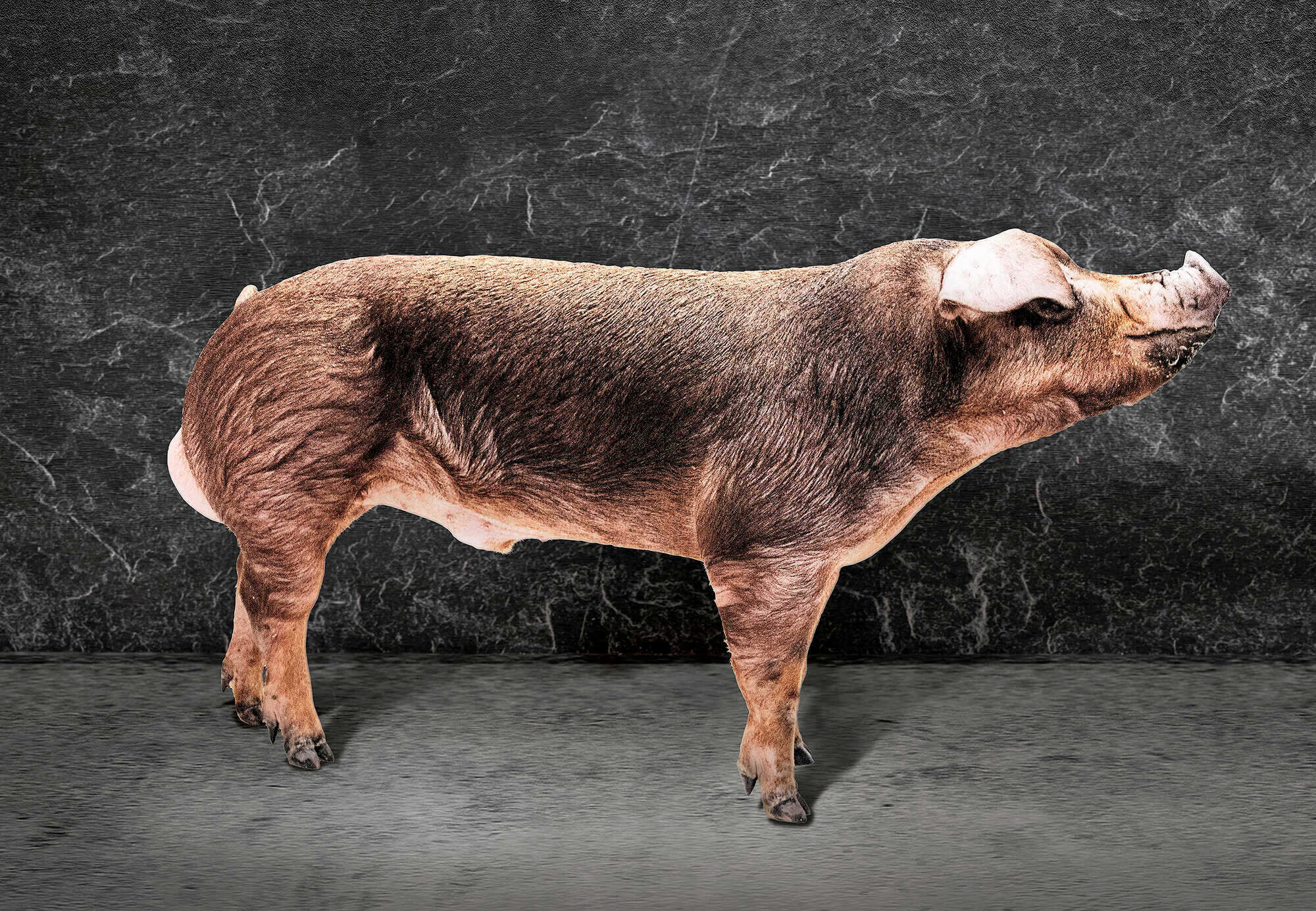 Duroc-Eber für Premiumfleisch - agrarheute 9-2021