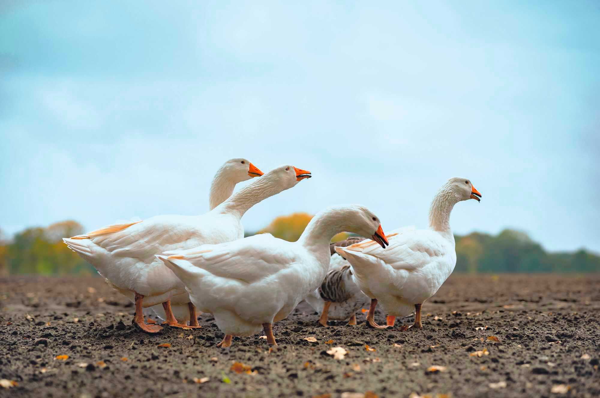 Gänse ohne Enten halten - Bayerisches Landwirtschaftliches Wochenblatt 24-2021