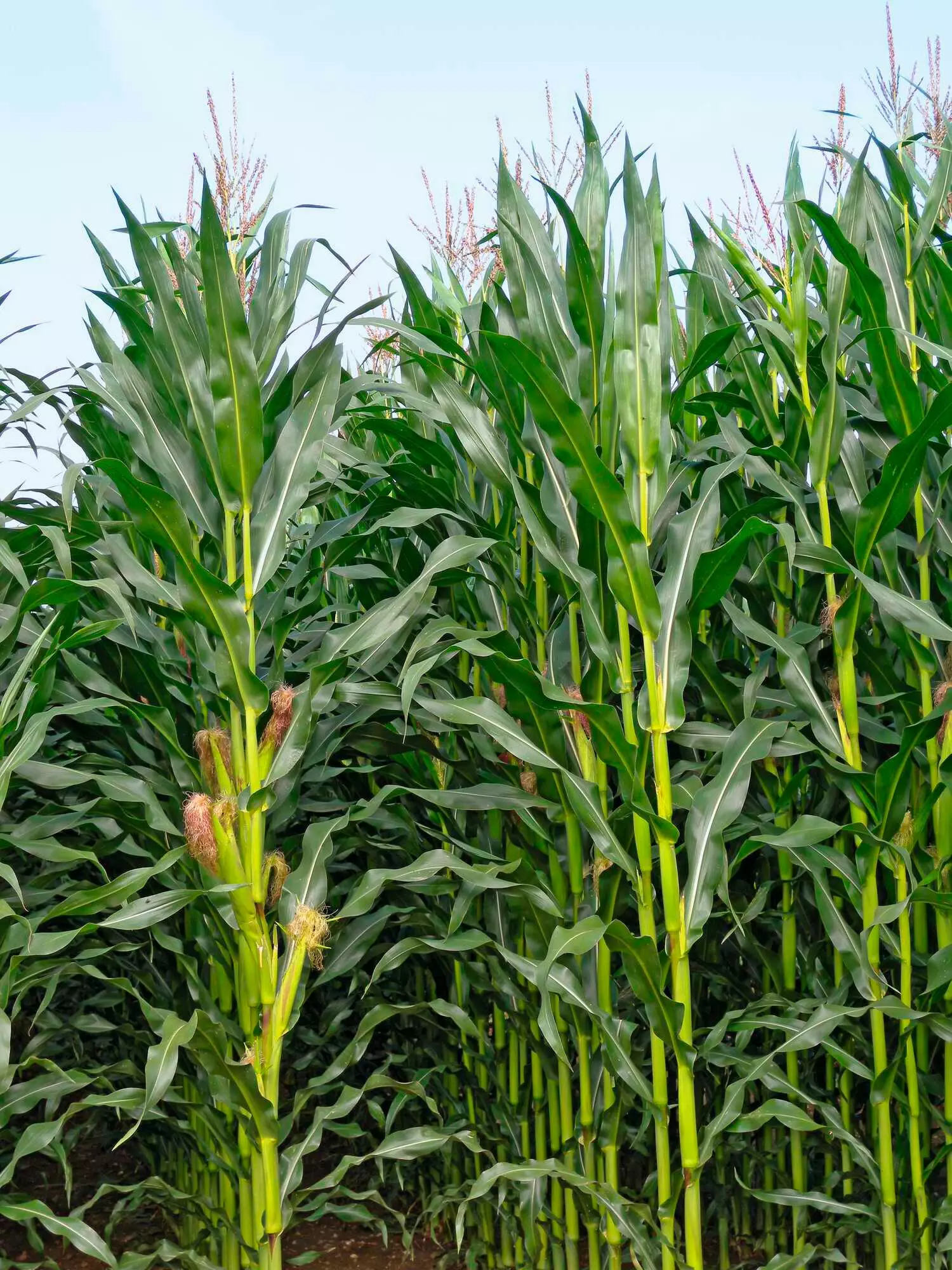 der mais will noch lange nicht ins silo blw 33 2021