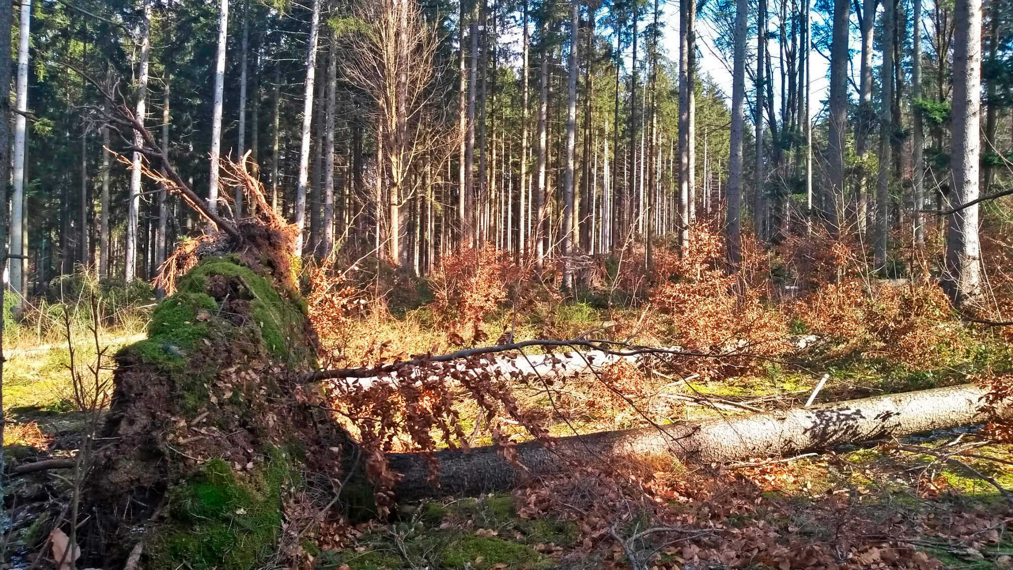 Sturmholz bis April aufarbeiten - BLW 10-2022