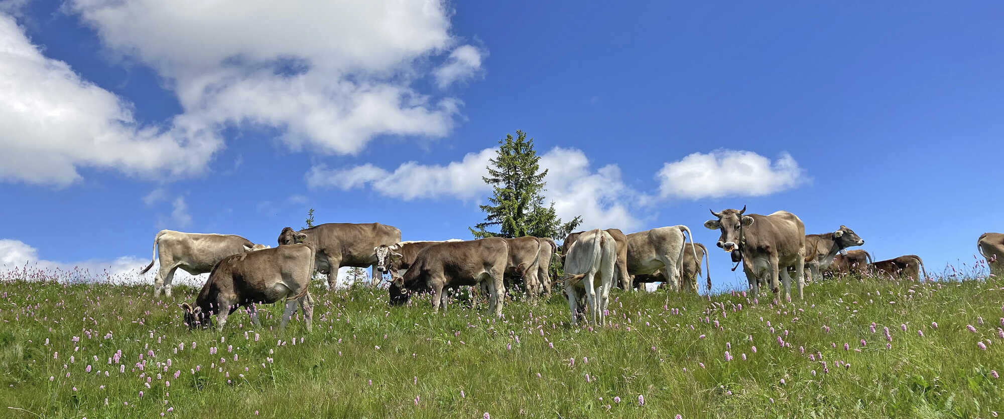Miteinander von Landwirtschaft und Naturschutz - Bayerisches