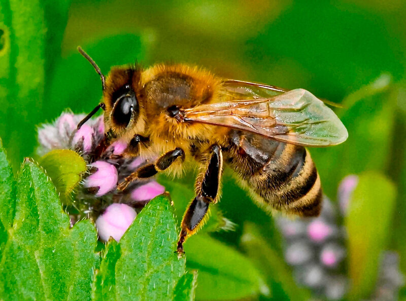 Asien – Heimat der Ur-Honigbiene - bienen&natur 2-2022