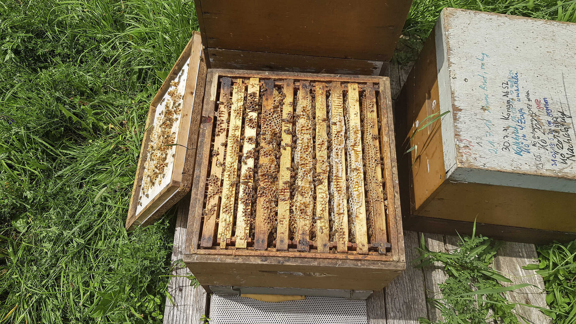 TitelthemaBeespace und Abstände bienen&natur 52022