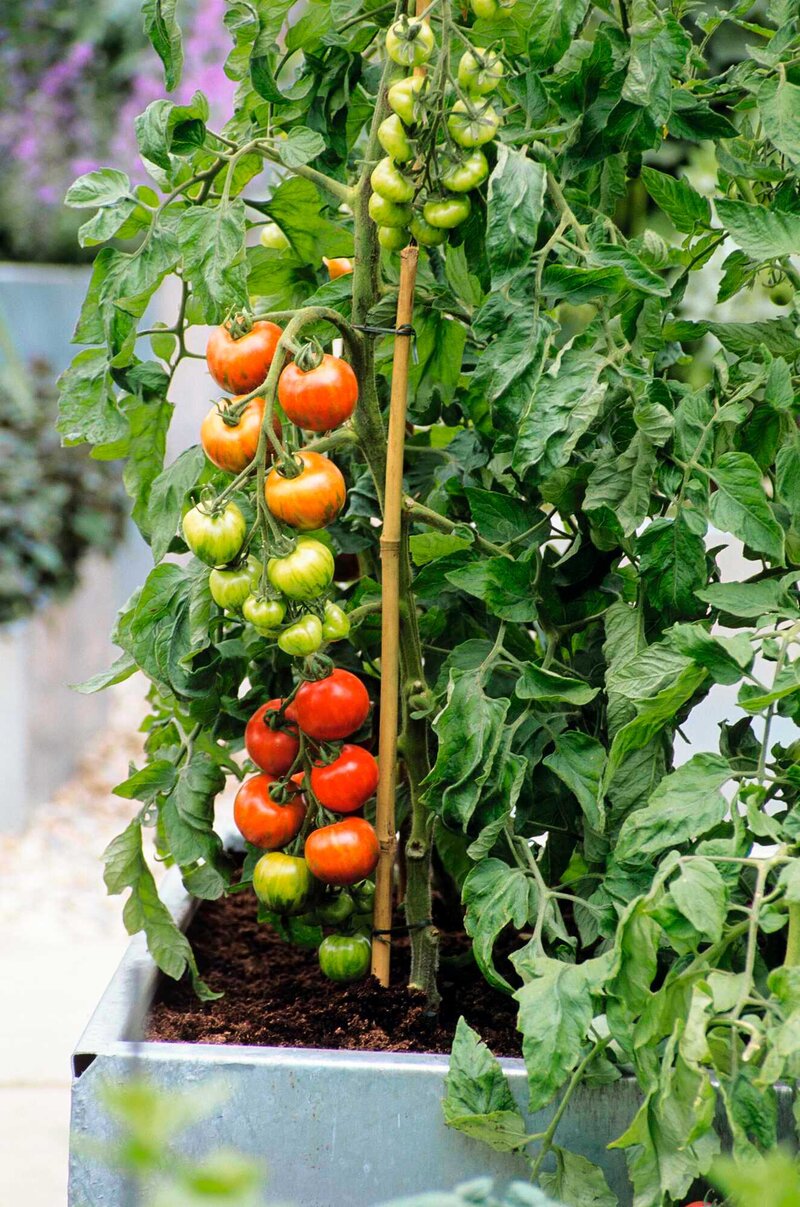Stabile Tomaten Kleine Biogärten 12022