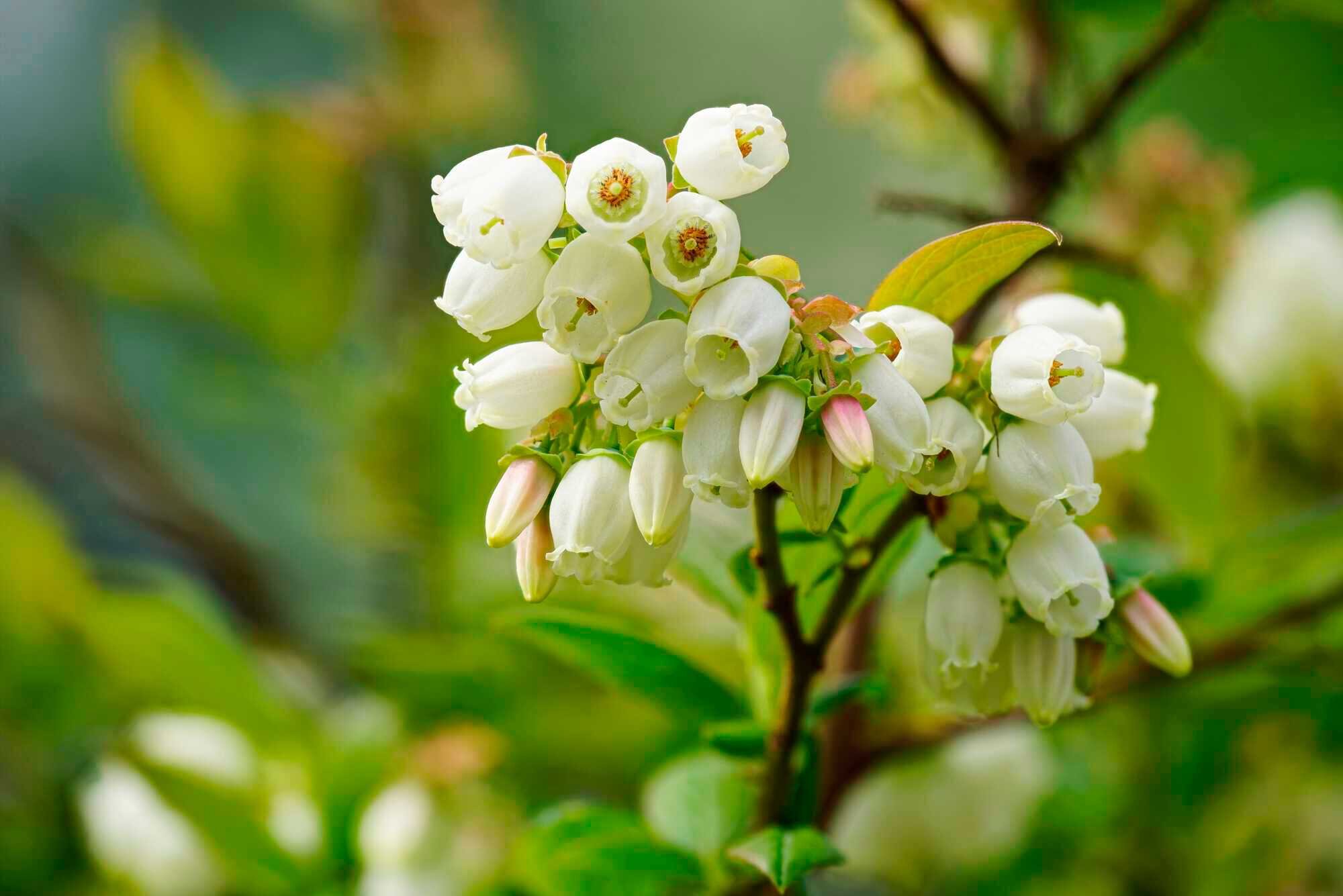 Von Blüte zu Blüte KuR 52021
