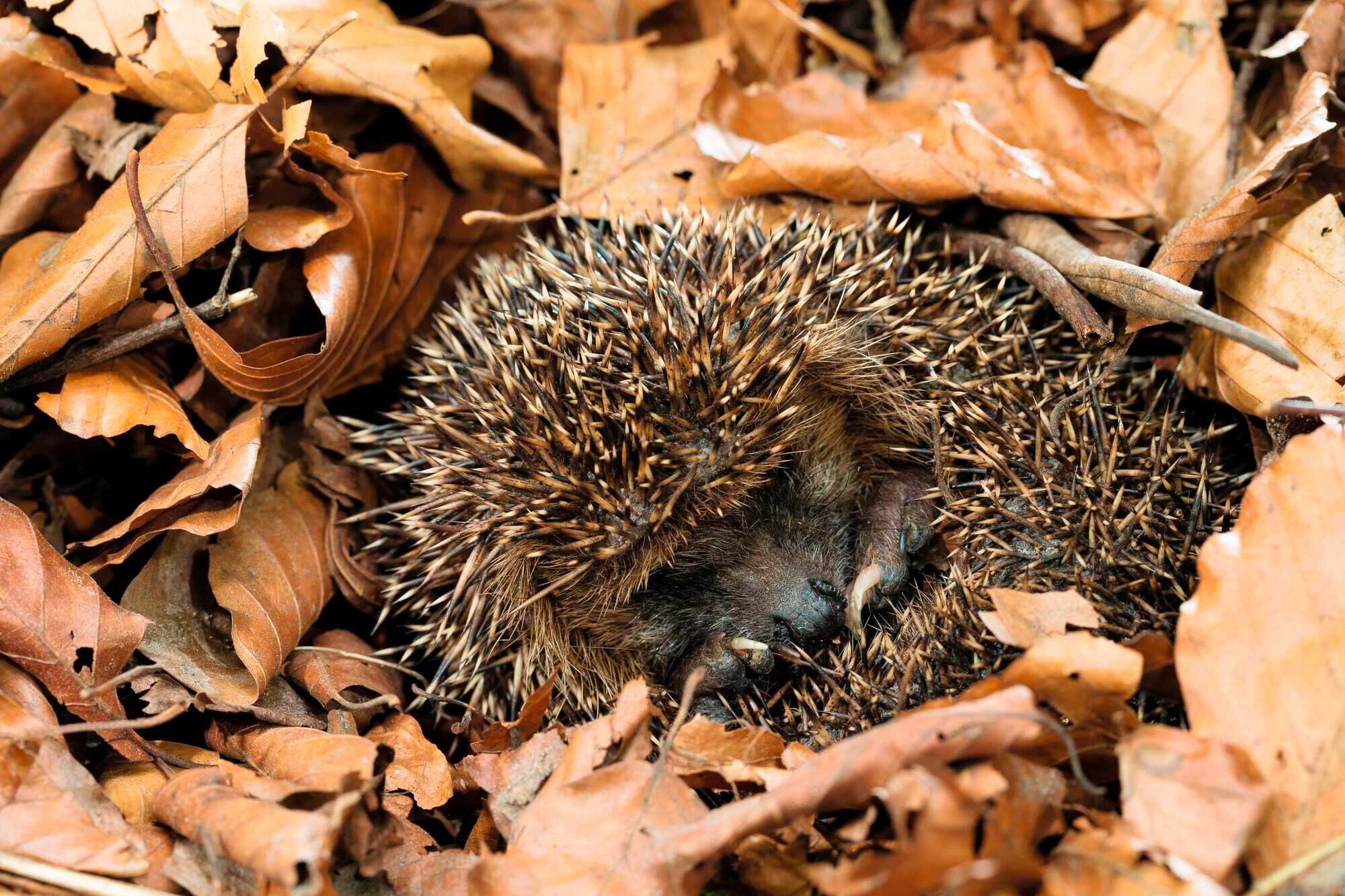Schlaf, Igel, schlaf! kraut&rüben 112021 Schlaf, Igel, schlaf! kraut&rüben 112021