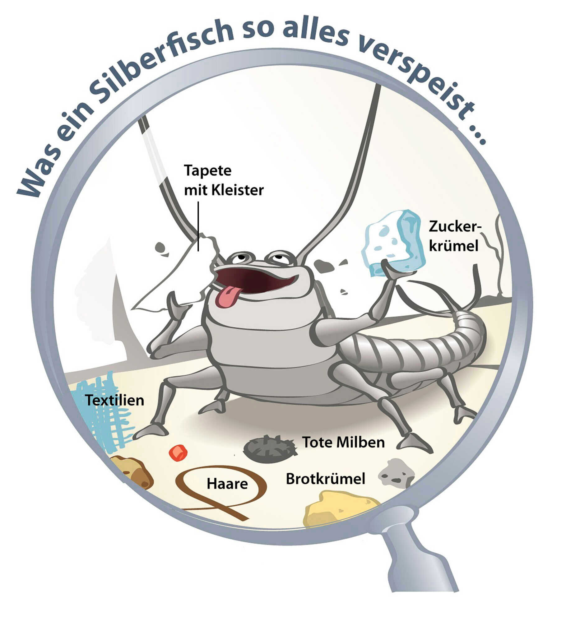 Silberfischchen So beugen Sie vor LUF 322020