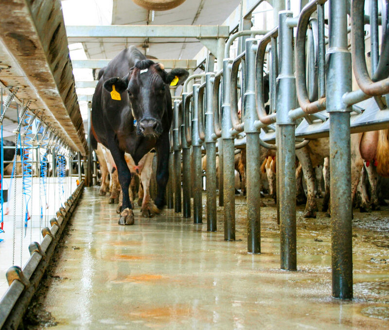 Deutschlands Landwirtschaft 2030: weniger Fleisch - LUF 44-2020