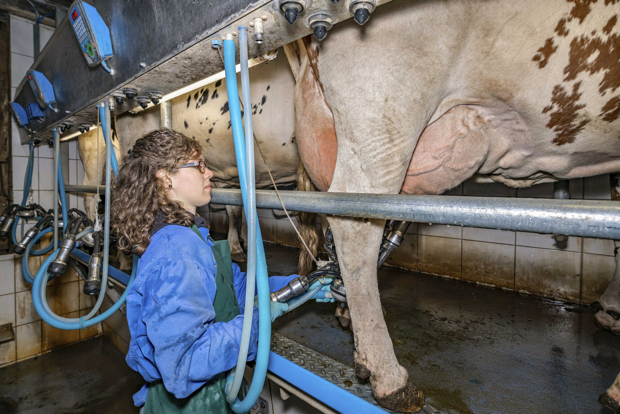Molkereien zahlen mehr für die Milch - LUF 30-2022