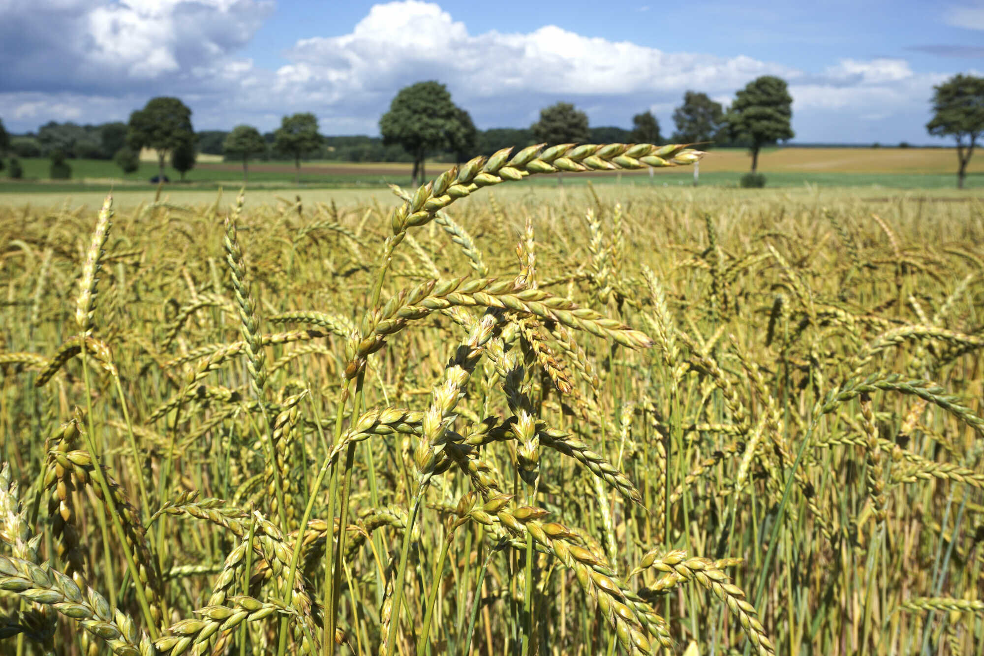 Dinkel: Etablierte Kultur im Öko-Landbau - LAND &amp; FORST 39-2022