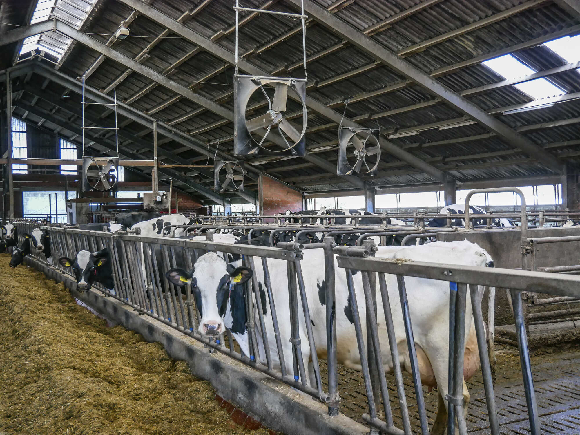 3.000 Milchviehbetriebe nutzen schon die Klimaplattform Milch - LAND ...