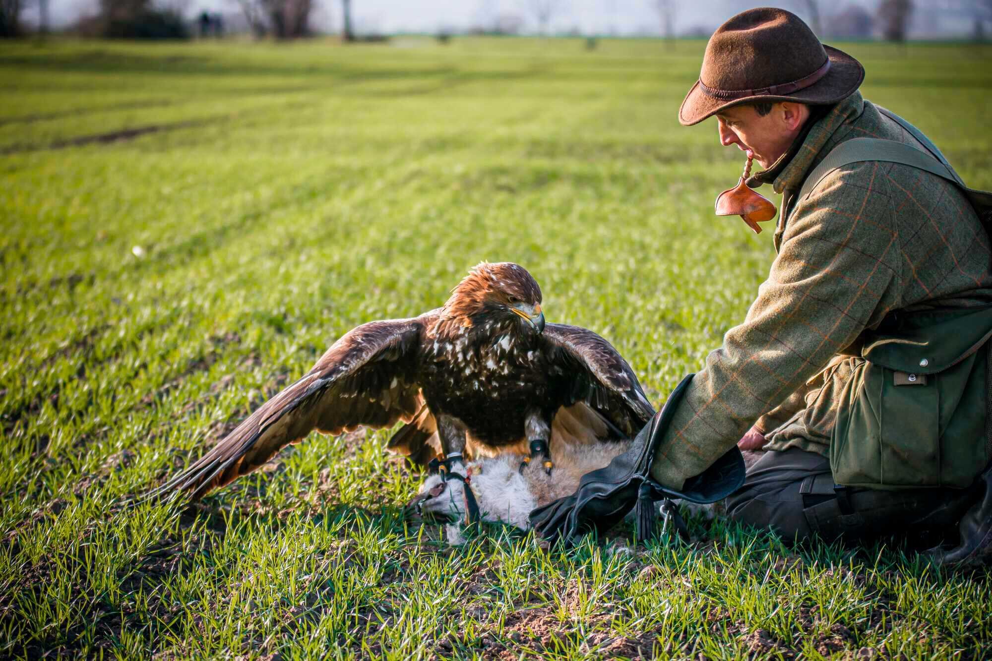Beizjagd mit Steinadler Niedersächsischer Jäger 22022