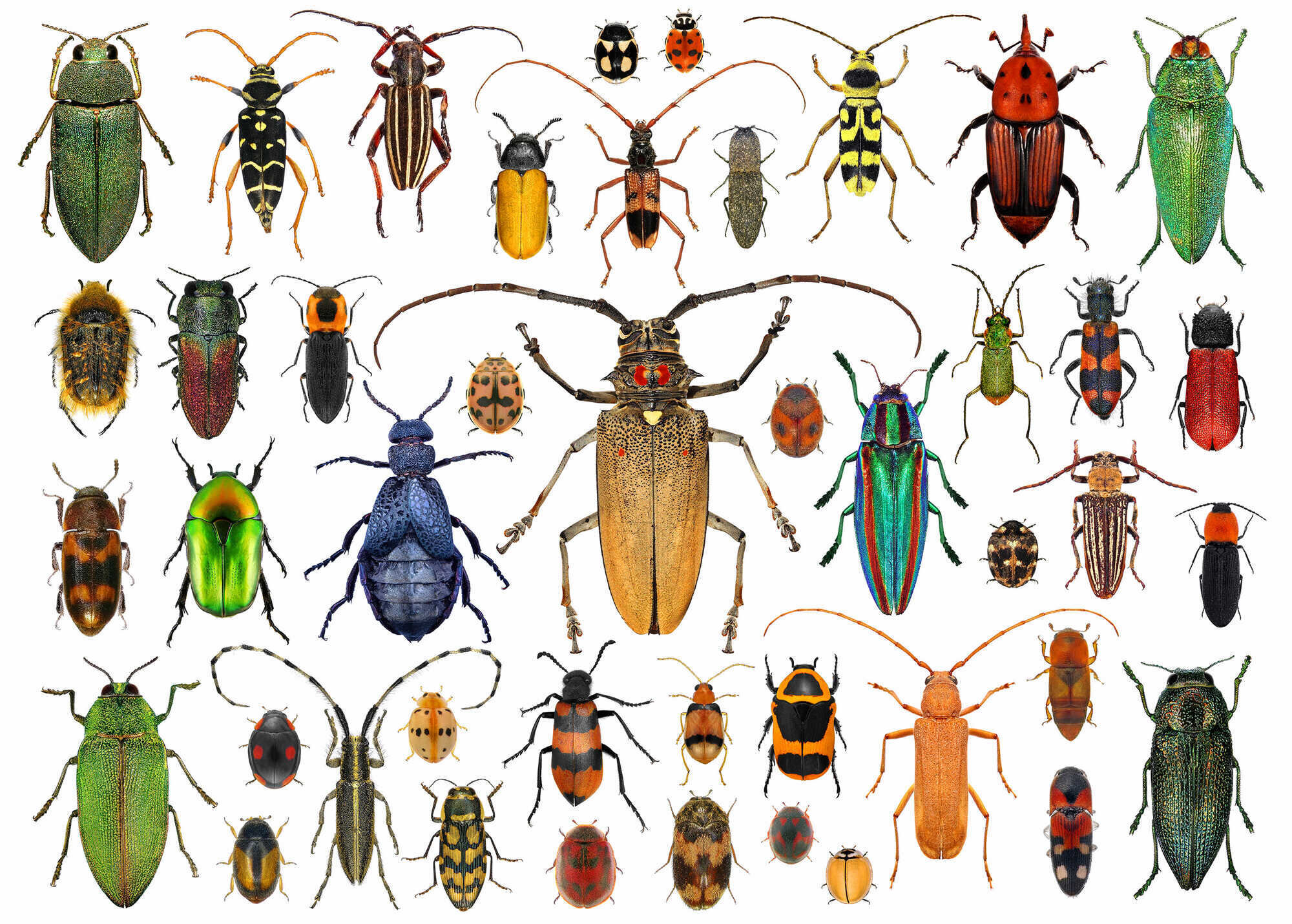 6 Fakten über Käfer - PIRSCH 14-2022