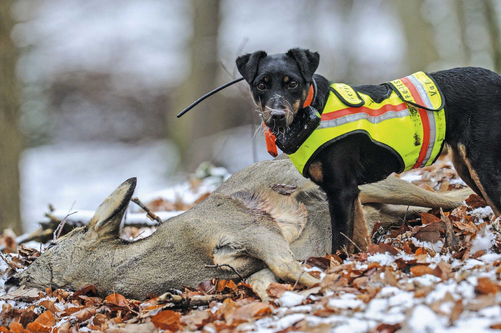 Stöberhunde Eintrittskarte Jagd? PIRSCH 21-2022